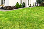 House grass lawn