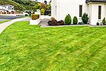 House grass lawn