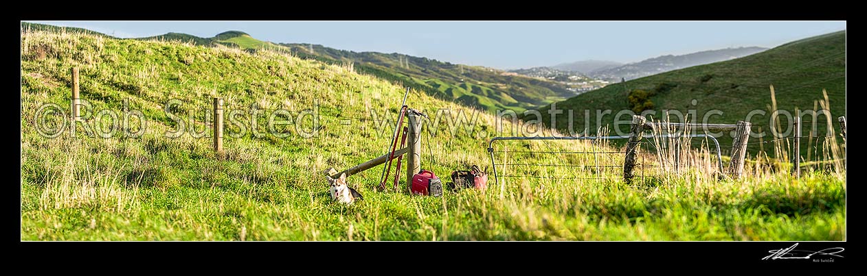 Image of Fencing. Rural fencer building a new post and batten 8 wire fence and hanging new gate, with power generator and fencing tools. Dog watching on. Panorama, New Zealand (NZ) stock photo image