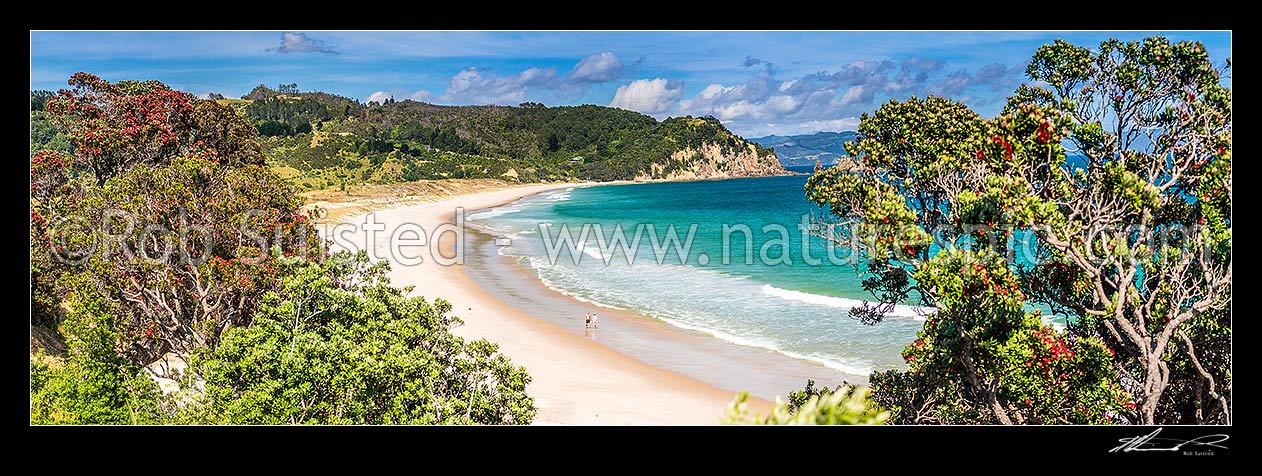 Image of Walkers on Otama Beach with flowering Pohutukawa trees (Metrosideros excelsa, pohutukawa) lining the bay. Motuhua Point behind. Panorama, Otama Beach, Coromandel Peninsula, Thames-Coromandel District, Waikato Region, New Zealand (NZ) stock photo image