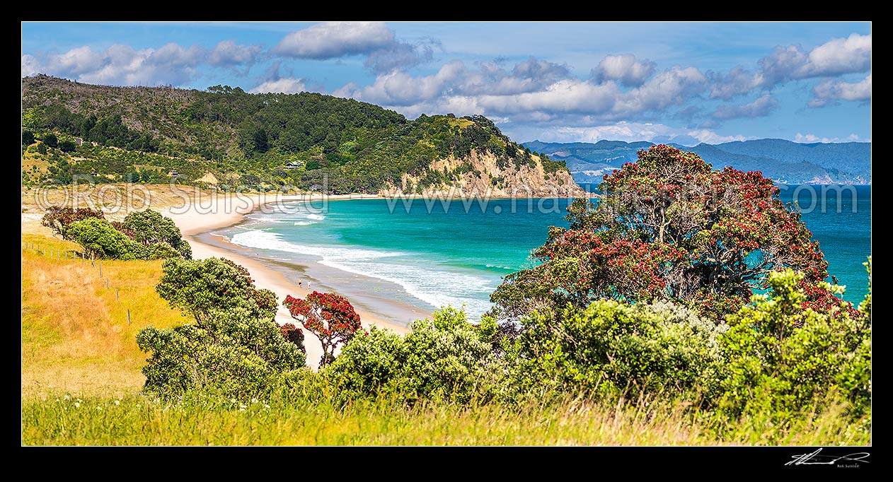 Image of Walkers on Otama Beach with flowering Pohutukawa trees (Metrosideros excelsa, pohutukawa) lining the bay. Motuhua Point behind. Panorama, Otama Beach, Coromandel Peninsula, Thames-Coromandel District, Waikato Region, New Zealand (NZ) stock photo image