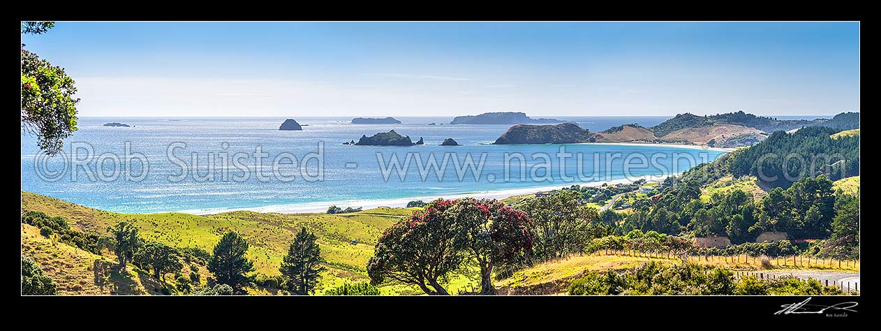 Image of Opito Bay and Beach, with flowering pohutukawa tree. Opito Point and Rabbit Island centre, with Ohinau Island beyond. Summer panorama, Opito Bay, Coromandel Peninsula, Thames-Coromandel District, Waikato Region, New Zealand (NZ) stock photo image