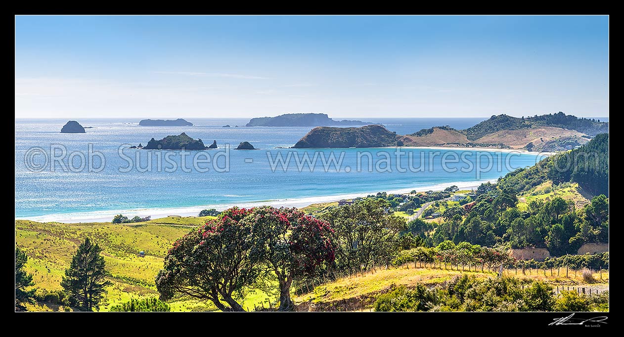 Image of Opito Bay and Beach, with flowering pohutukawa tree. Opito Point and Rabbit Island centre, with Ohinau Island beyond. Summer panorama, Opito Bay, Coromandel Peninsula, Thames-Coromandel District, Waikato Region, New Zealand (NZ) stock photo image