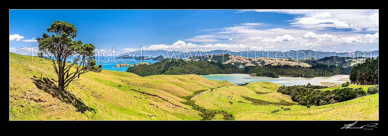 Image of Coromandel farmland and rolling hill country above Manaia Harbour. View over grazing cattle, coastline, bays and inlets. Panorama, Coromandel Peninsula, Thames-Coromandel District, Waikato Region, New Zealand (NZ) stock photo image