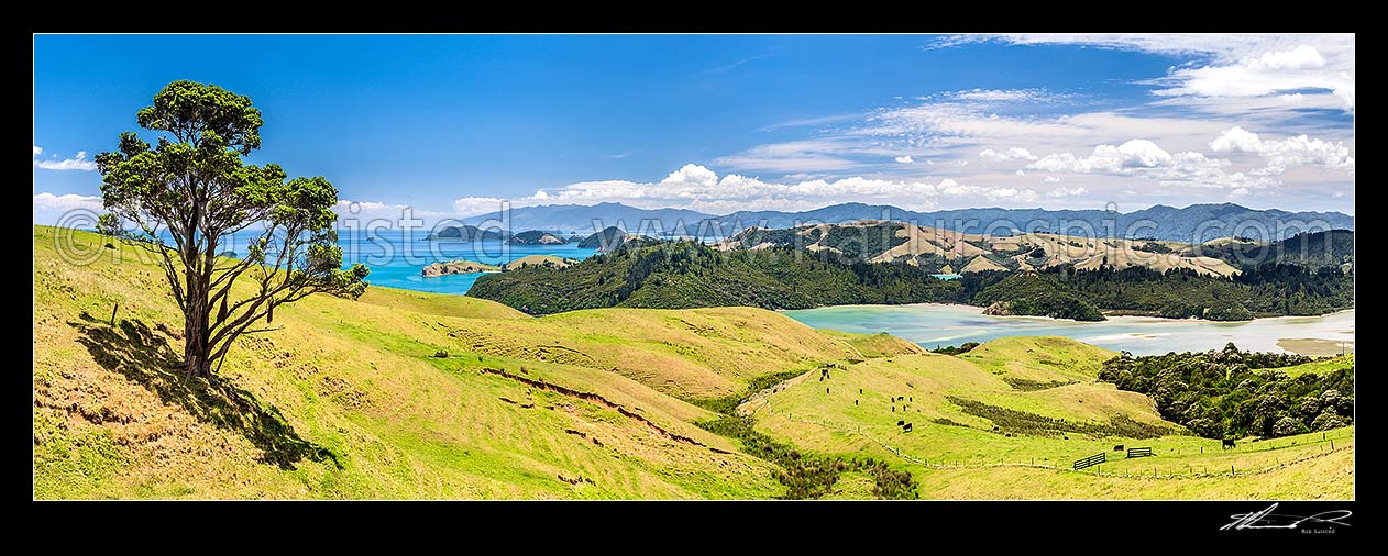 Image of Coromandel farmland and rolling hill country above Manaia Harbour. View over grazing cattle, coastline, bays and inlets. Panorama, Coromandel Peninsula, Thames-Coromandel District, Waikato Region, New Zealand (NZ) stock photo image