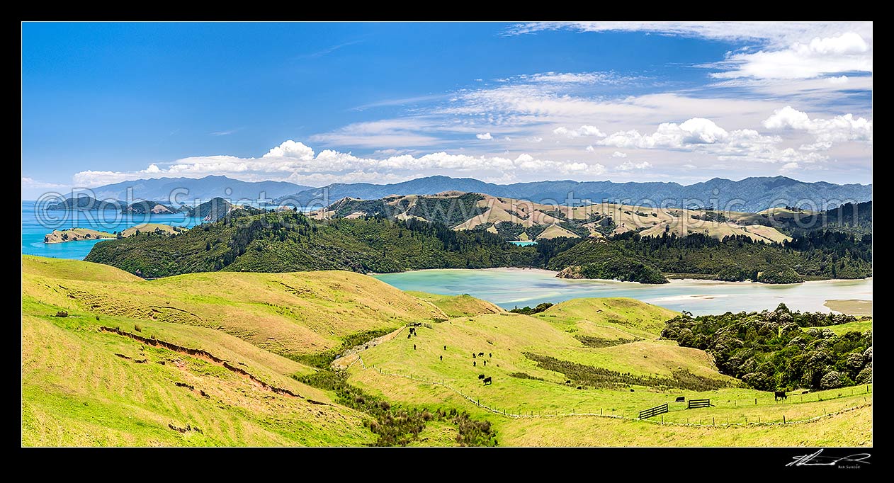 Image of Coromandel farmland and rolling hill country above Manaia Harbour. View over grazing cattle, coastline, bays and inlets. Panorama, Coromandel Peninsula, Thames-Coromandel District, Waikato Region, New Zealand (NZ) stock photo image