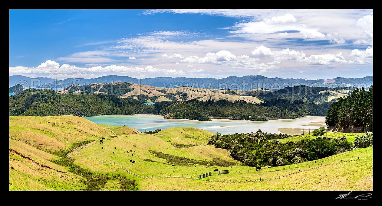 Image of Coromandel farmland and rolling hill country above Manaia Harbour. View over grazing cattle, coastline, bays and inlets. Panorama, Coromandel Peninsula, Thames-Coromandel District, Waikato Region, New Zealand (NZ) stock photo image