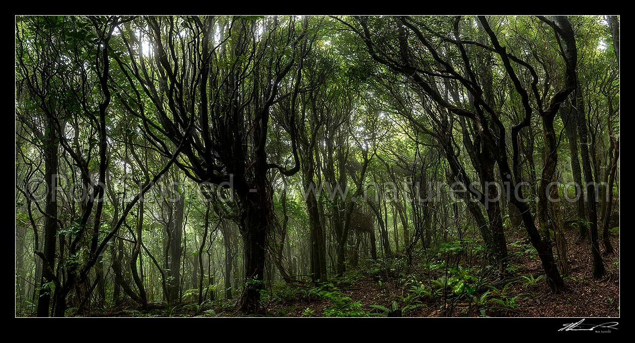 Image of Misty rainforest of Tawa (Beilschmiedia tawa) and Kohekohe ((Dysoxylum spectabile) trees. Native broadleaf forest with ferny understorey. Moody panorama, Wellington City District, Wellington Region, New Zealand (NZ) stock photo image