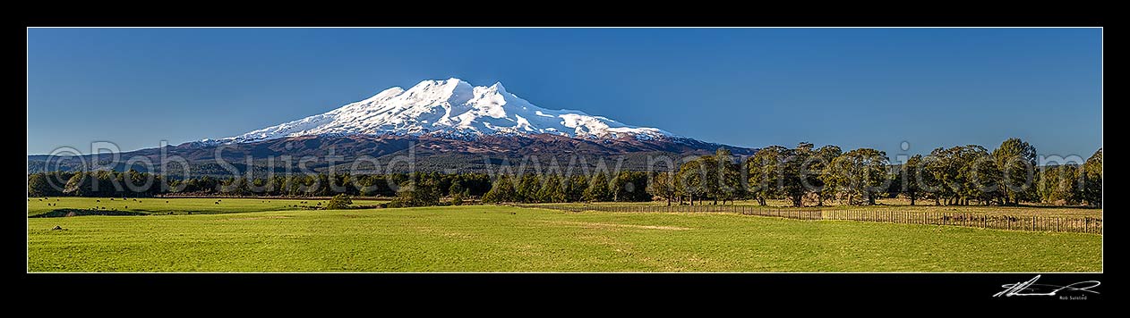 Image of Mt Ruapehu (2797m) in Tongariro National Park, seen from near Rangataua farmland, with remnant beech tree forest. Panorama, Ohakune, Ruapehu District, Manawatu-Wanganui Region, New Zealand (NZ) stock photo image