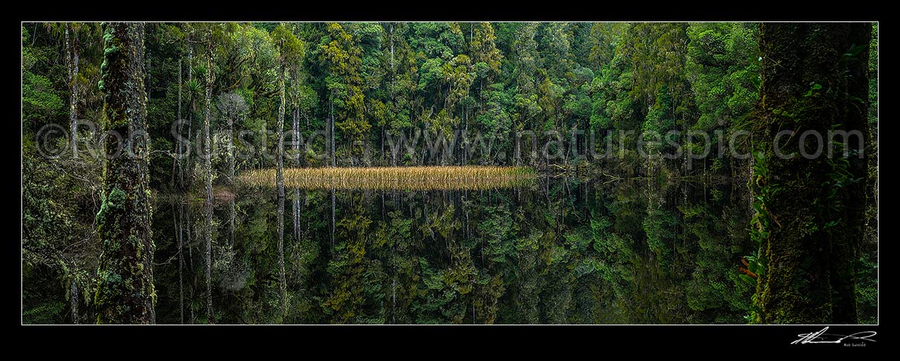 Image of Waihora Lagoon nestled amongst old podocarp forest reflecting perfectly in still water of the lake in Pureora Forest Park. Panorama, Pureora Forest Park, Waitomo District, Waikato Region, New Zealand (NZ) stock photo image