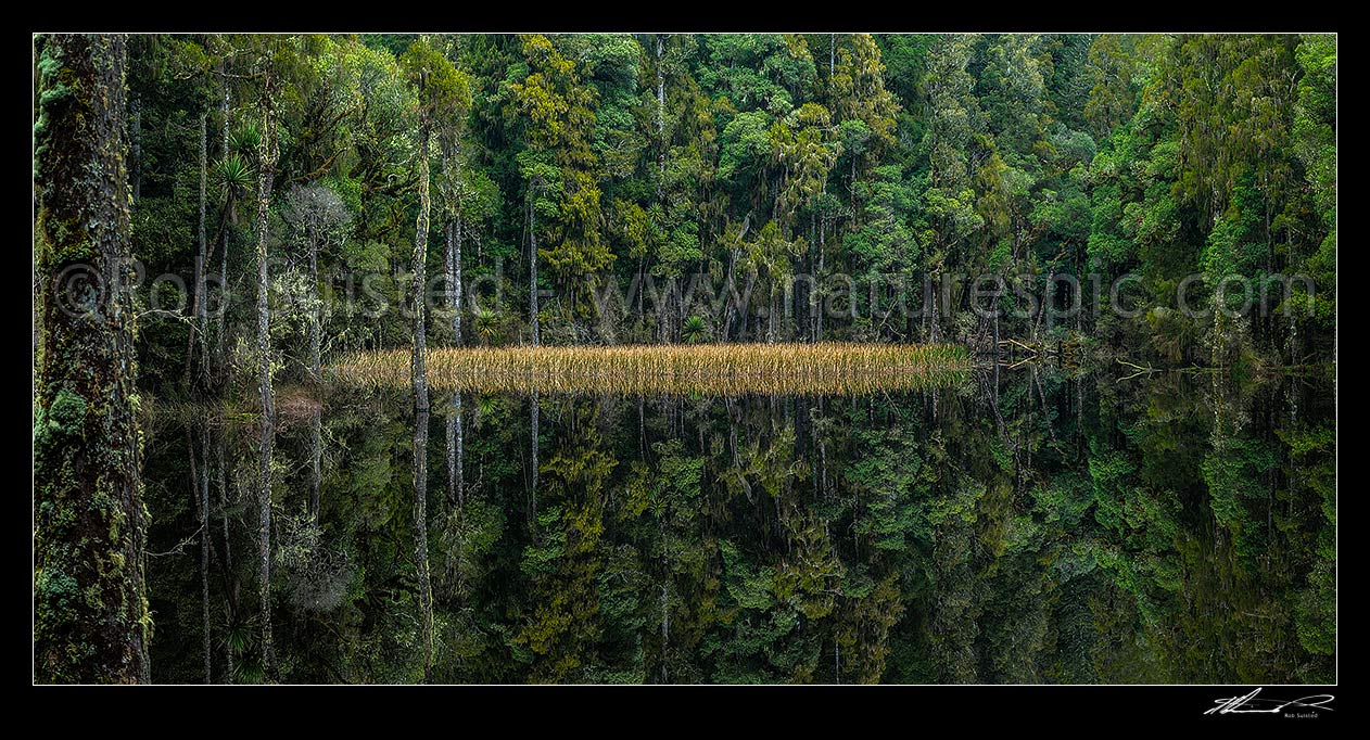 Image of Waihora Lagoon nestled amongst old podocarp forest reflecting perfectly in still water of the lake in Pureora Forest Park. Panorama, Pureora Forest Park, Waitomo District, Waikato Region, New Zealand (NZ) stock photo image