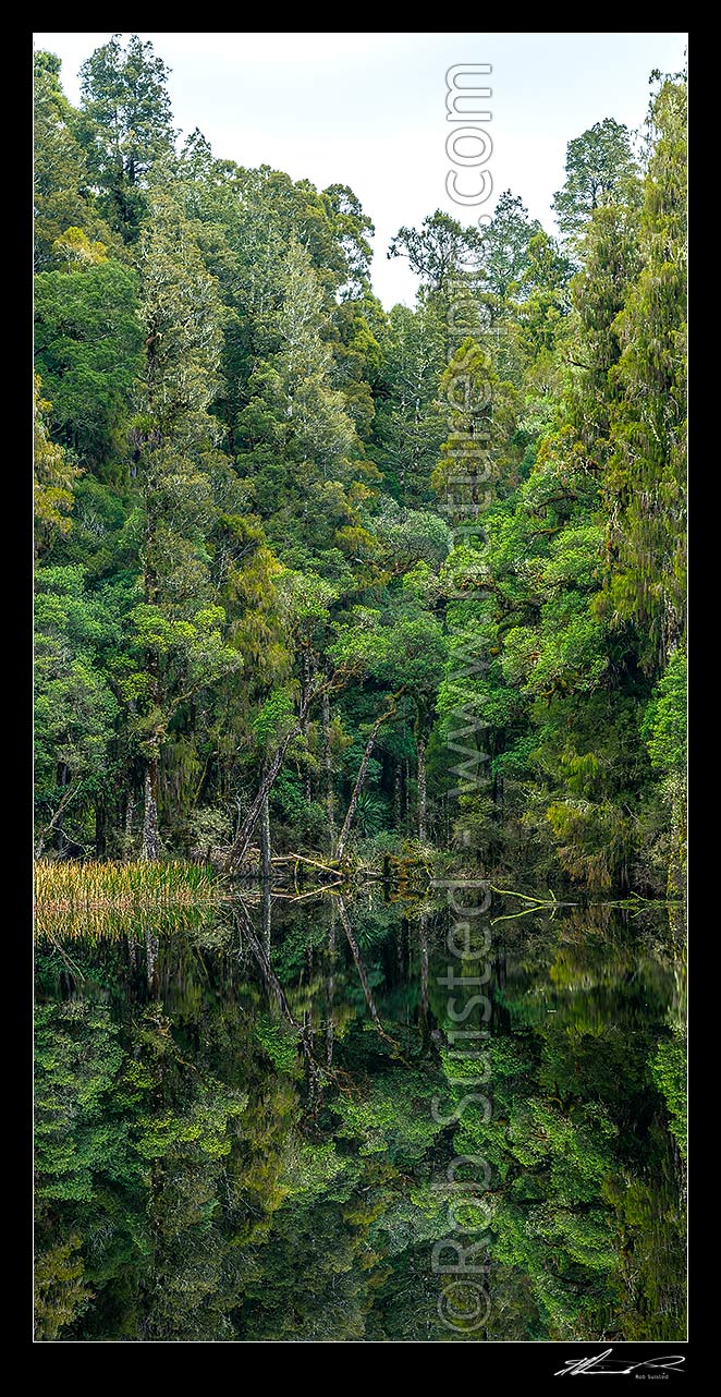 Image of Waihora Lagoon reflecting old growth podocarp forest on the calm waters of the seasonal ephemeral forest lake. Vertical panorama, Pureora Forest Park, Waitomo District, Waikato Region, New Zealand (NZ) stock photo image