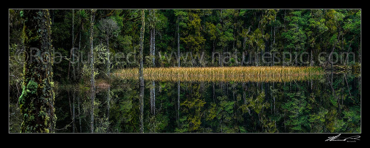 Image of Waihora Lagoon, and ephemeral forest lake surrounded by old growth podocarp forest reflected in the still dark water. Panorama, Pureora Forest Park, Waitomo District, Waikato Region, New Zealand (NZ) stock photo image