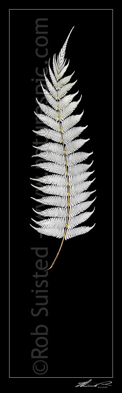 Image of New Zealand Silver fern tree fern leaf underside on pure black background. Iconic national Kiwi symbol or emblem, native Ponga (Cyathea dealbata). Vertical panorama, New Zealand (NZ) stock photo image