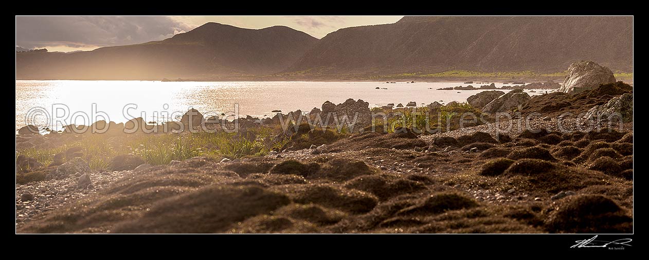 Image of Turakirae Head Scientific Reserve rock and plant communities, light drizzle. Panorama, Turakirae Head, Hutt City District, Wellington Region, New Zealand (NZ) stock photo image