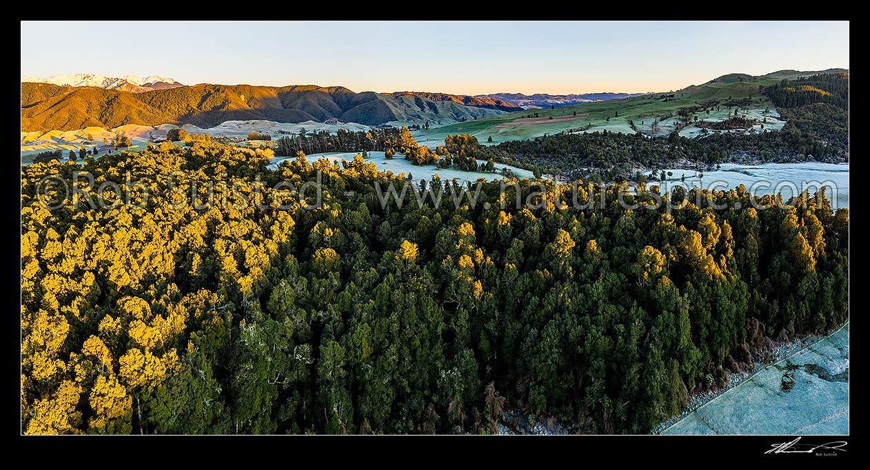 Image of Mature podocarp forest at Balls Clearing Scenic Reserve at sunrise. Kaweka Forest Park behind in snow. Frost on surrounding farmland. Aerial panorama, Puketitiri, Hastings District, Hawke's Bay Region, New Zealand (NZ) stock photo image