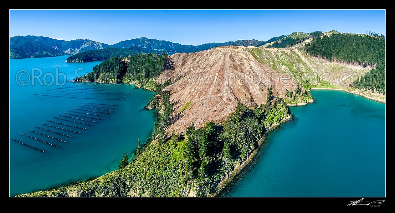 Image of Clear felled plantation forestry in Port Underwood near Pipi Bay (right). Aerial panorama over coast, with mussel farms and Separation Point at left, Port Underwood, Marlborough District, Marlborough Region, New Zealand (NZ) stock photo image