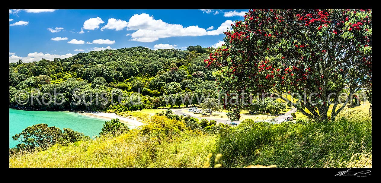 Image of Pohutukawa tree (Metrosideros excelsa) flowering in Anzac Bay, Papatu Point, with tourist campervans in background. Summer panorama, Bowentown, Waihi Beach, Western Bay of Plenty District, Bay of Plenty Region, New Zealand (NZ) stock photo image