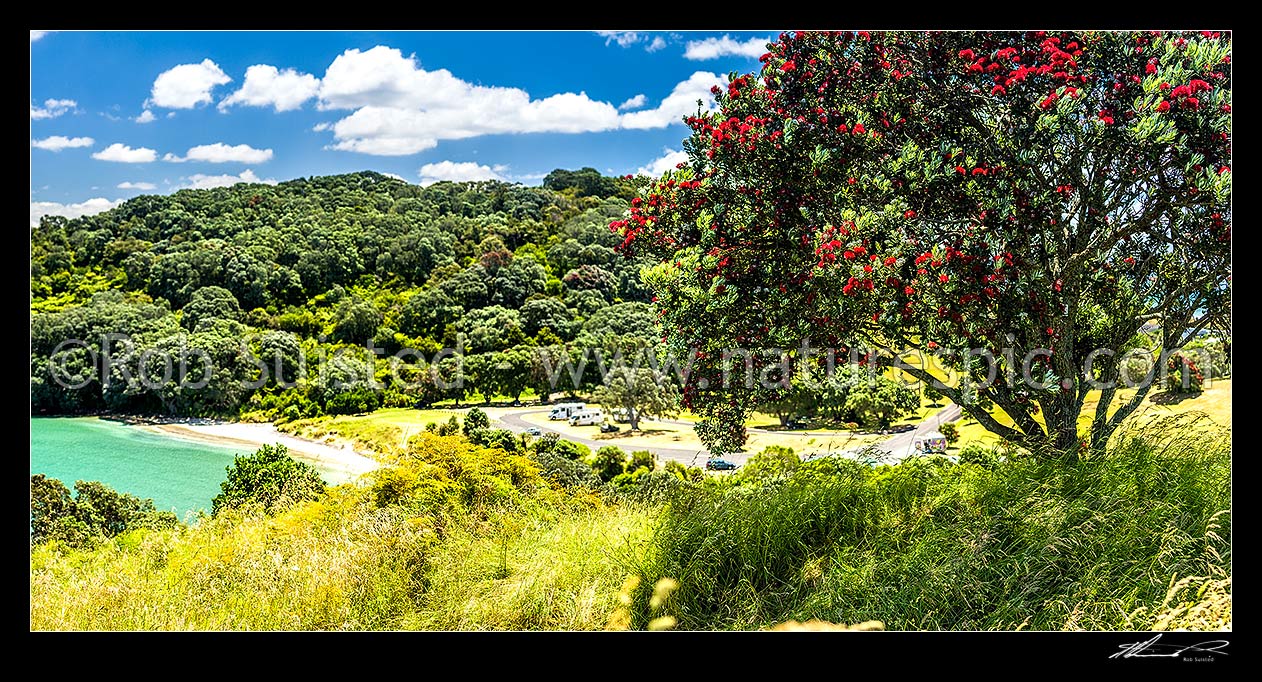 Image of Pohutukawa tree (Metrosideros excelsa) flowering in Anzac Bay, Papatu Point, with tourist campervans in background. Summer panorama, Bowentown, Waihi Beach, Western Bay of Plenty District, Bay of Plenty Region, New Zealand (NZ) stock photo image