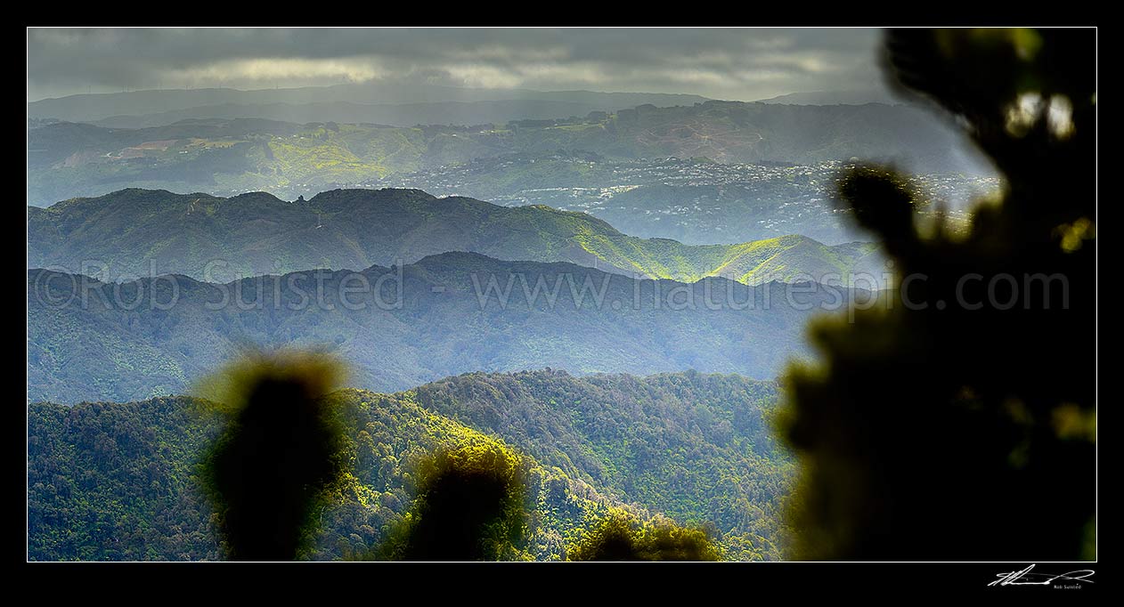 Image of Wellington forested ranges seen from above the Wainuiomata Water Collection Area in the Remutaka (Rimutaka) Ranges. Moody view as weather breaks. Panorama, Remutaka Range, Wainuiomata, Hutt City District, Wellington Region, New Zealand (NZ) stock photo image