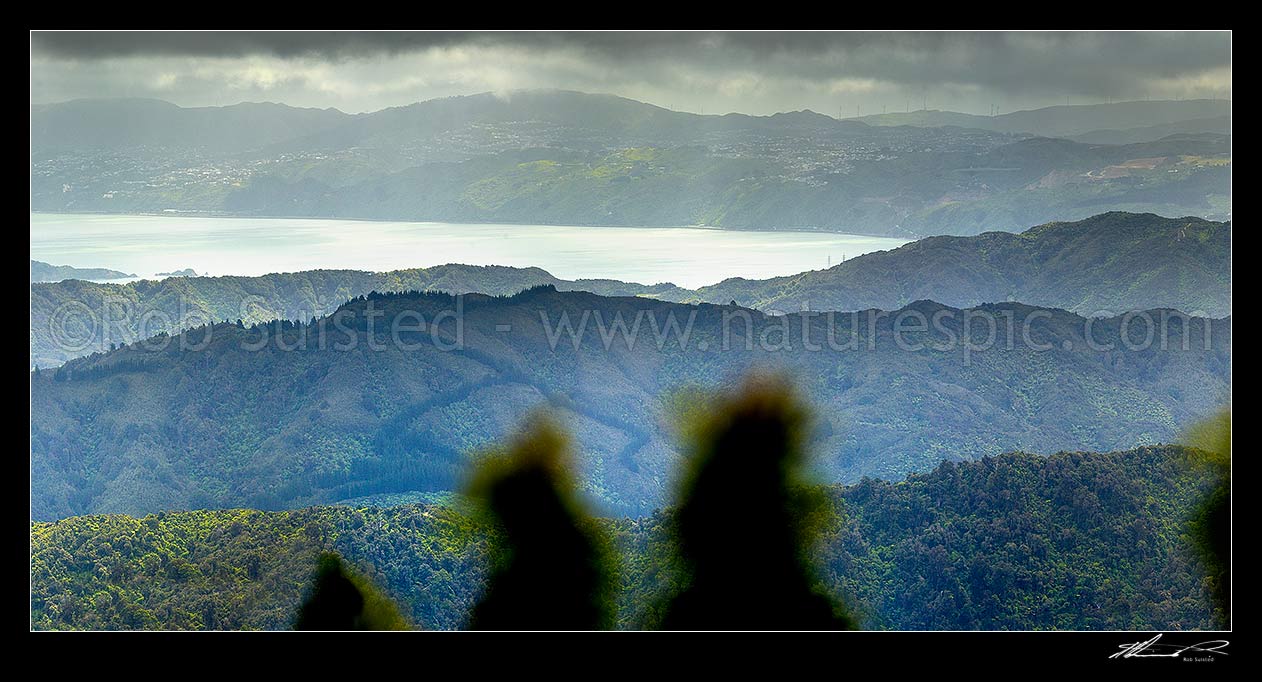 Image of Wellington forested ranges seen from above the Wainuiomata Water Collection Area in the Remutaka (Rimutaka) Ranges. Moody view as weather breaks over Wellington harbour. Panorama, Remutaka Range, Wainuiomata, Hutt City District, Wellington Region, New Zealand (NZ) stock photo image