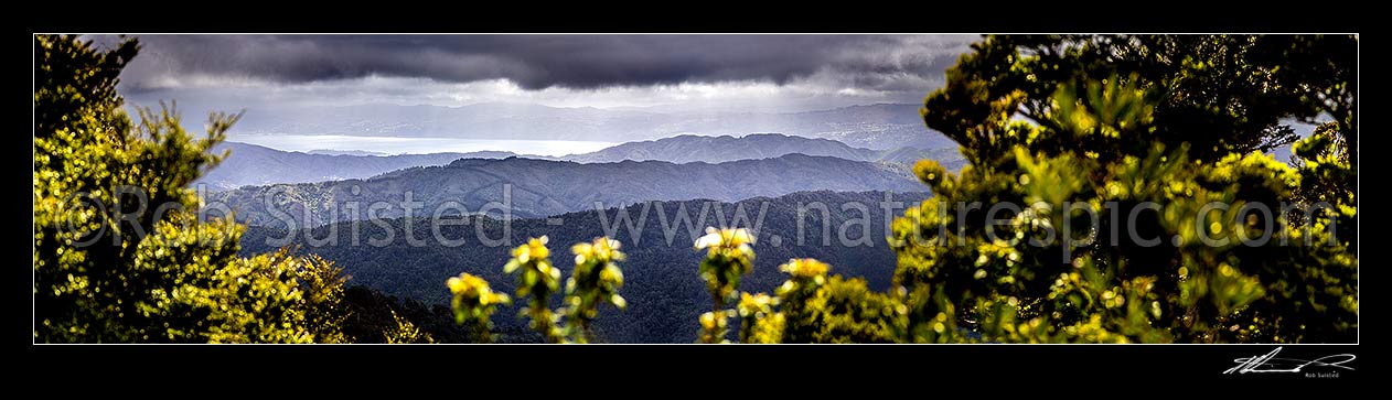 Image of Wellington forested ranges seen from above the Wainuiomata Water Collection Area in the Remutaka (Rimutaka) Ranges. Moody view as weather breaks over Wellington harbour. Panorama, Remutaka Range, Wainuiomata, Hutt City District, Wellington Region, New Zealand (NZ) stock photo image