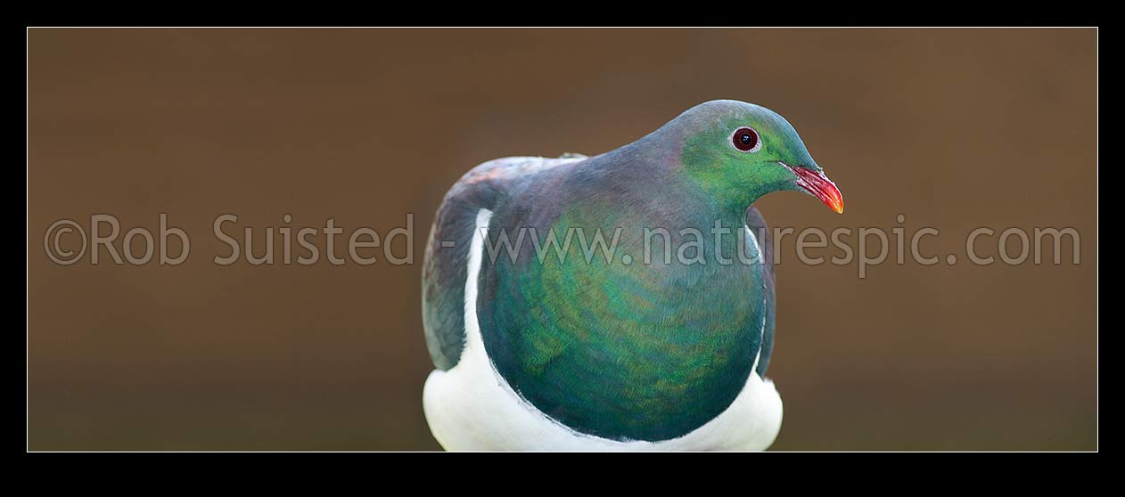 Image of Wood Pigeon (Hemiphaga novaeseelandiae); Kereru. Panorama, New Zealand (NZ) stock photo image