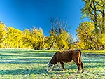 Hereford Bull, autumn, Otago