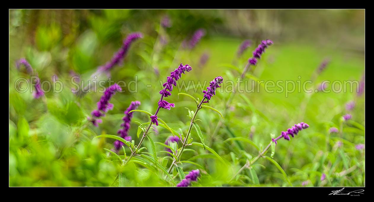 Image of Purple flowers amongst green, probably Buddleia flowers. Panorama, New Zealand (NZ) stock photo image