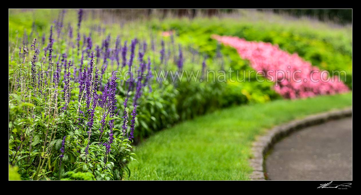 Image of Flower beds, green, purple and pink begonias beside pathway. Panorama, New Zealand (NZ) stock photo image