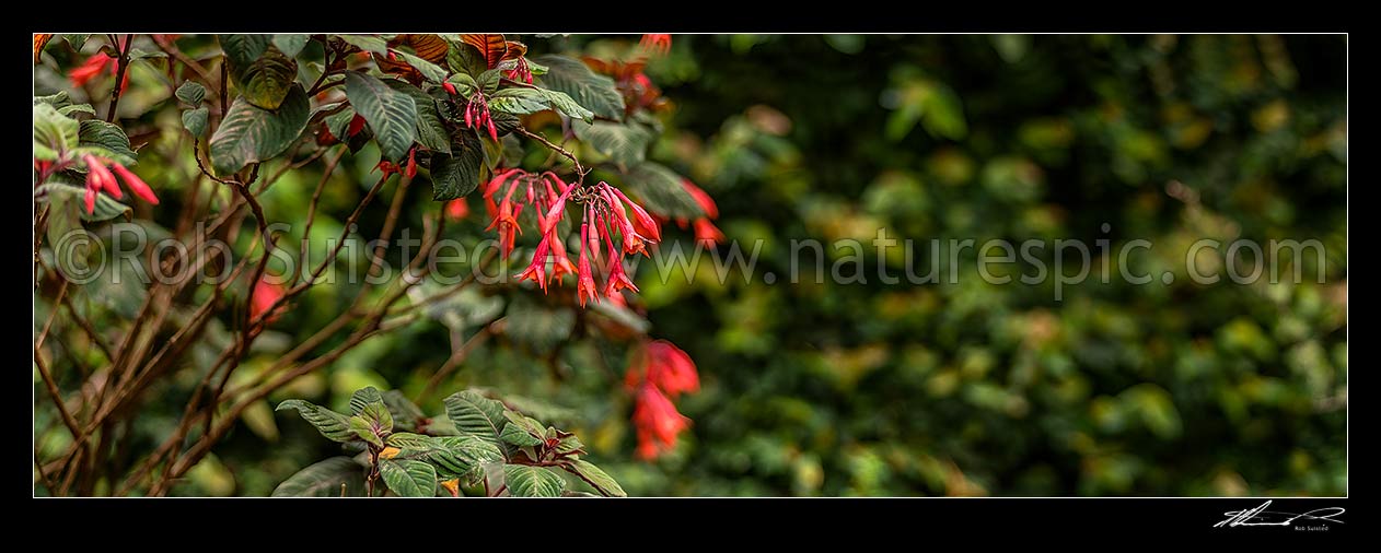 Image of Fuchsia flowers (Fuchsia triphylla Gartenmeister Bonstedt), sometimes called honeysuckle fuchsia. Panorama, New Zealand (NZ) stock photo image