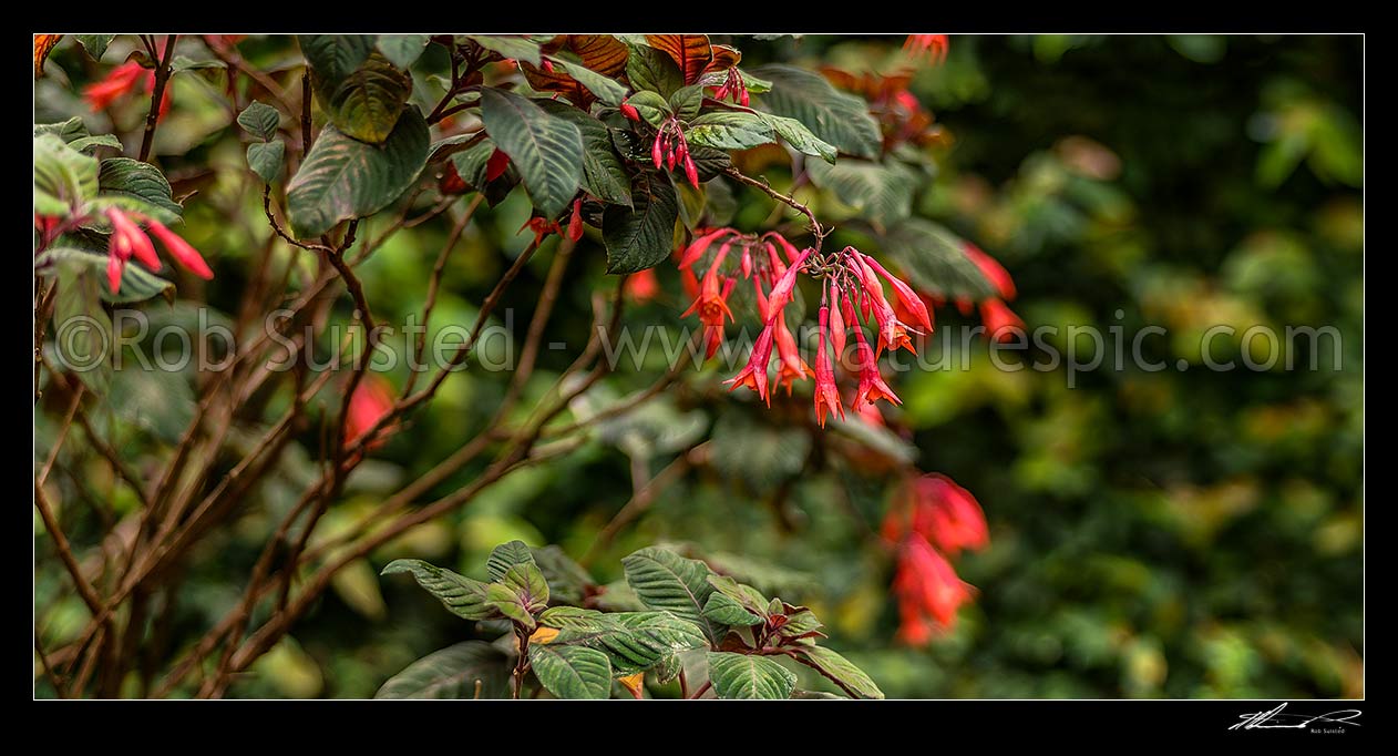 Image of Fuchsia flowers (Fuchsia triphylla Gartenmeister Bonstedt), sometimes called honeysuckle fuchsia. Panorama, New Zealand (NZ) stock photo image