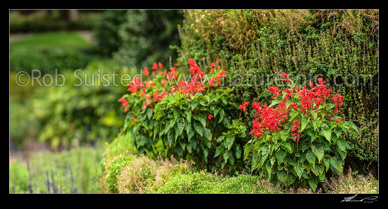 Image of Flower display, red flowers amongst green foliage. Panorama, New Zealand (NZ) stock photo image