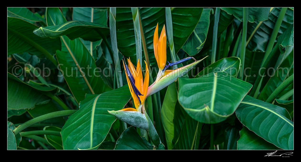 Image of Bird of Paradise flower and foliage (Strelitzia reginae). Panorama, New Zealand (NZ) stock photo image