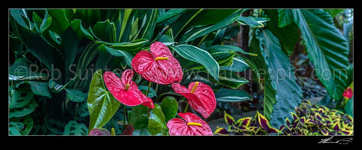 Image of Flamingo flowers (Anthurium 'Dakota Red'). Panorama, New Zealand (NZ) stock photo image