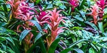 Bromeliad flowers