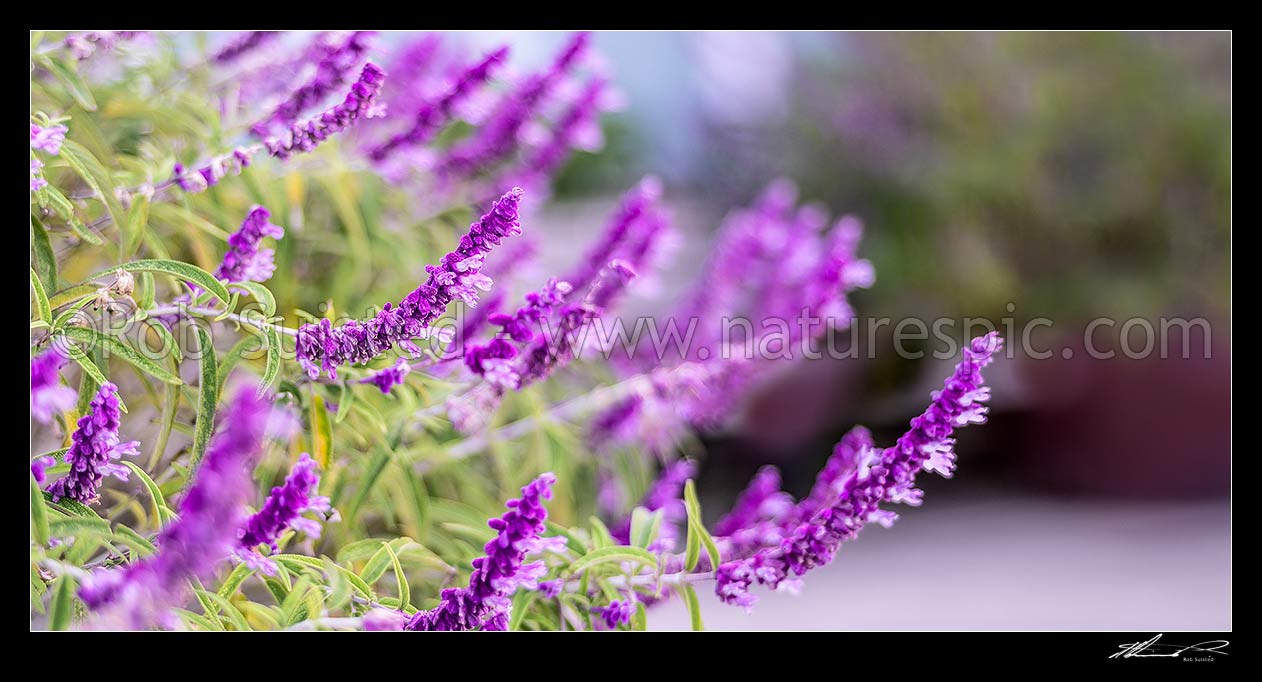 Image of Purple flowering Mexican bush sage (Salvia leucantha). Panorama, New Zealand (NZ) stock photo image