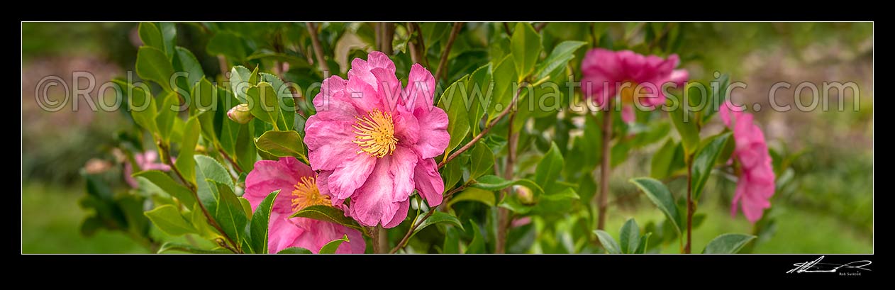 Image of Camellia flowers. Pink coloured Camellia sasanqua 'Paradise vanessa' shrub. Panorama, New Zealand (NZ) stock photo image