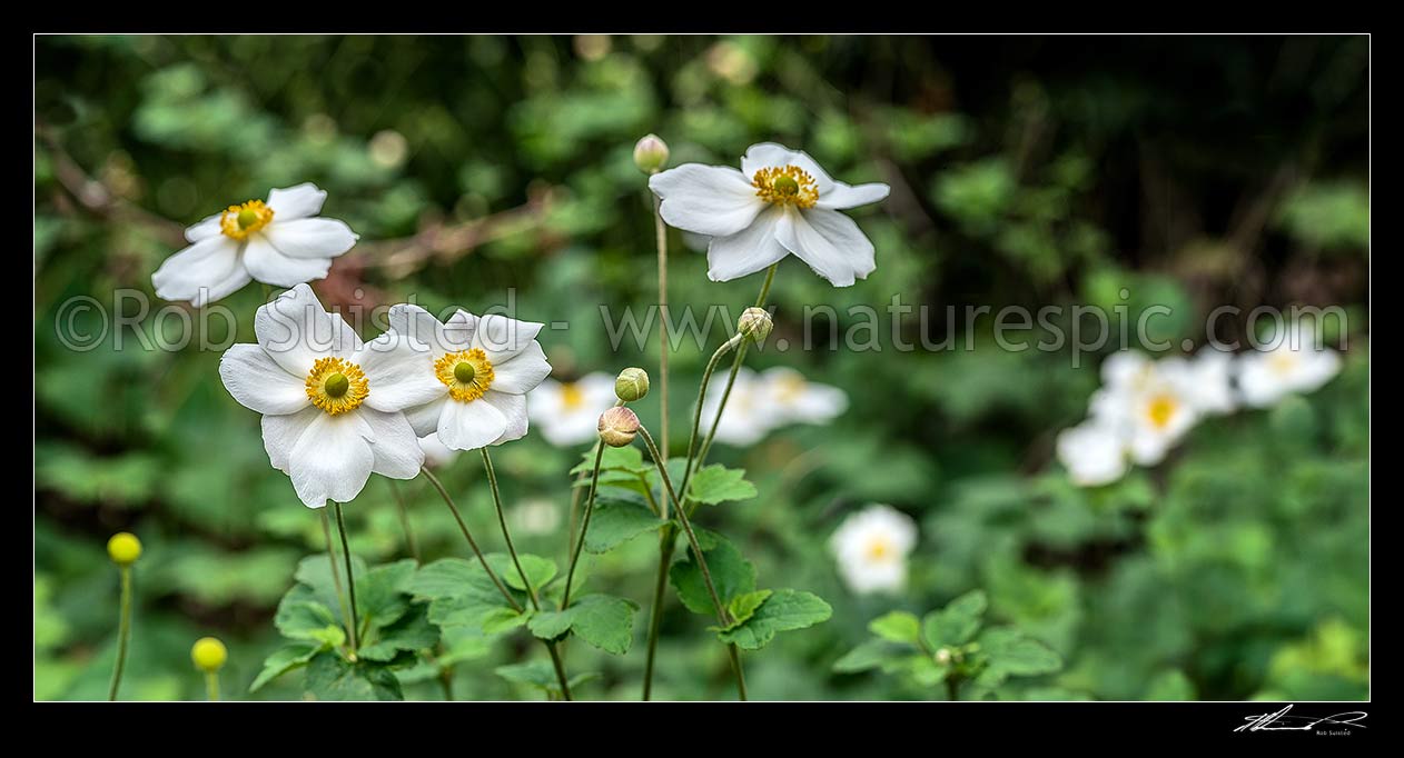 Image of Anenomes white flowering in autumn. Panorama, New Zealand (NZ) stock photo image