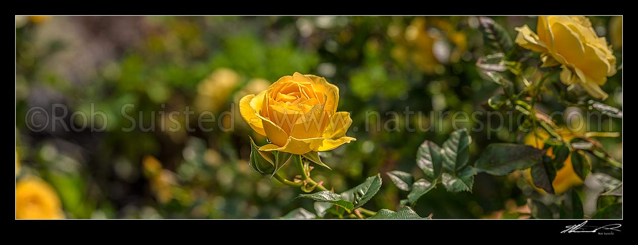 Image of Yellow rose Rosa 'Absolutely Fabulous' variety flowers. Panorama, New Zealand (NZ) stock photo image