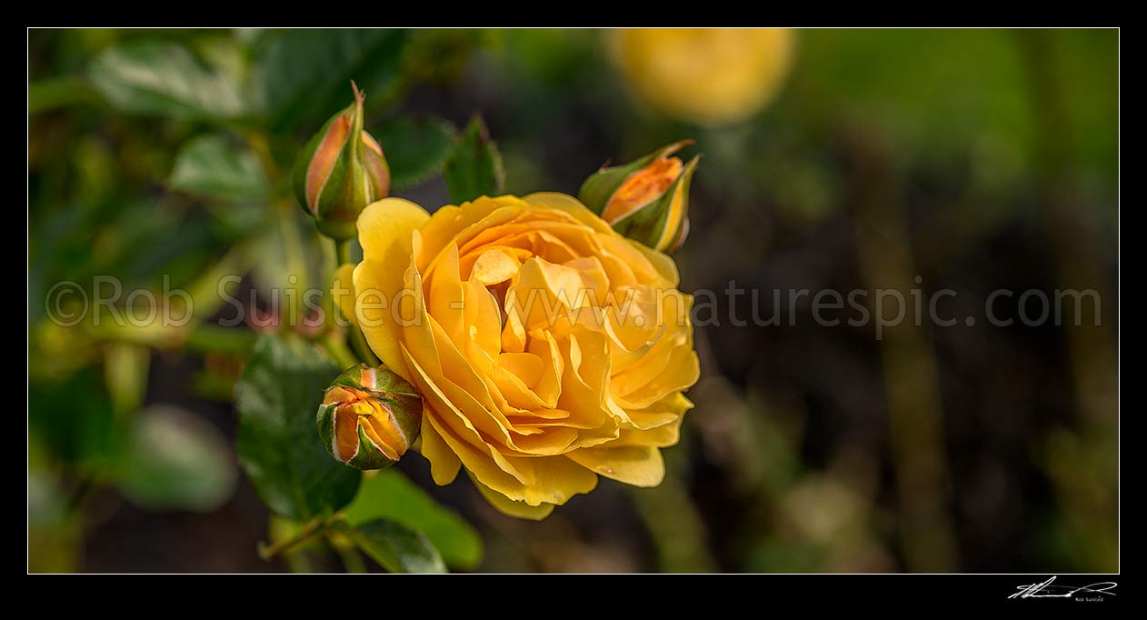 Image of Yellow rose Rosa 'Absolutely Fabulous' variety flowers. Panorama, New Zealand (NZ) stock photo image