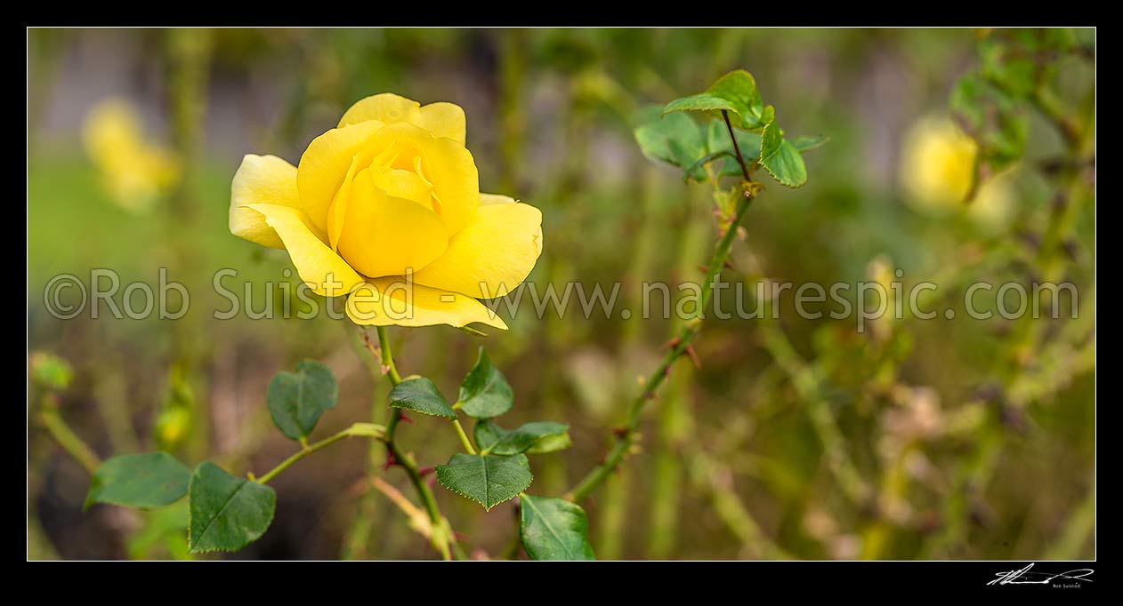 Image of Yellow rose flowers. Panorama, New Zealand (NZ) stock photo image