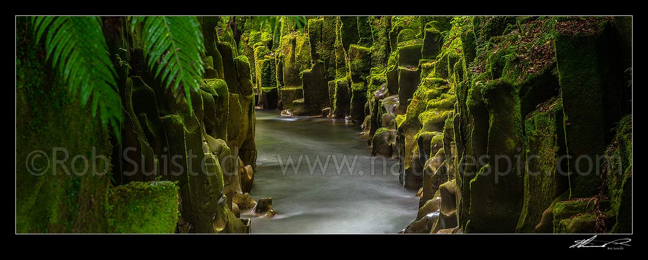 Image of Te Whaiti-Nui-A-Toi Canyon and Whirinaki River in Whirinaki Te Pua-a-Tane Conservation Park. Whirinaki Forest Park. A post eruption ignimbrite gorge. Panorama, Minginui, Whakatane District, Bay of Plenty Region, New Zealand (NZ) stock photo image