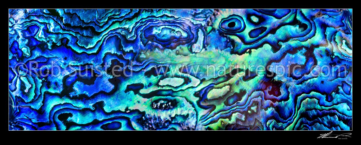 Image of New Zealand Paua shell (Haliotis iris), a native abalone with unique iridescent shell nacre. Panorama file, New Zealand (NZ) stock photo image