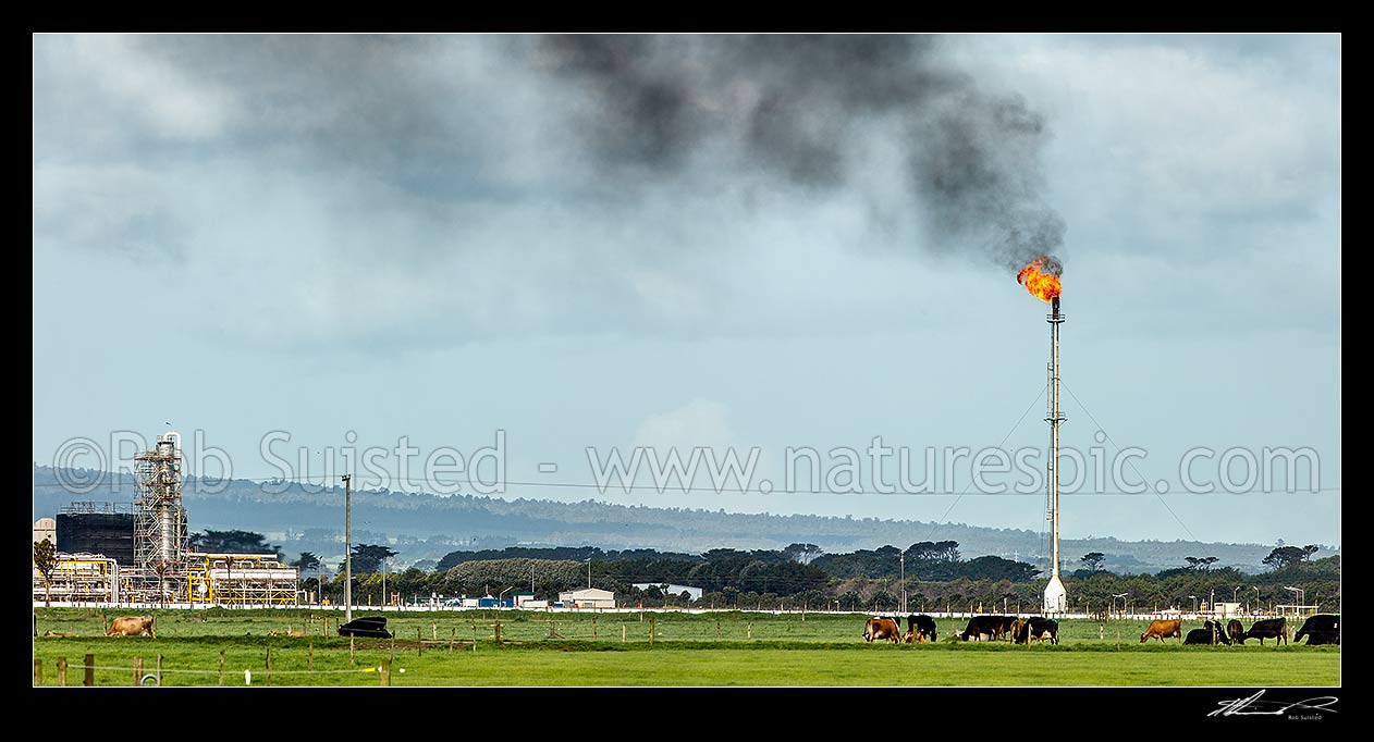 Image of Maui oil and gas production station at Tai Rd, Oaonui, with gas flaring or burning off tower. Dairy farm and cows in foreground. Panorama, Oaonuii, Opunake, South Taranaki District, Taranaki Region, New Zealand (NZ) stock photo image