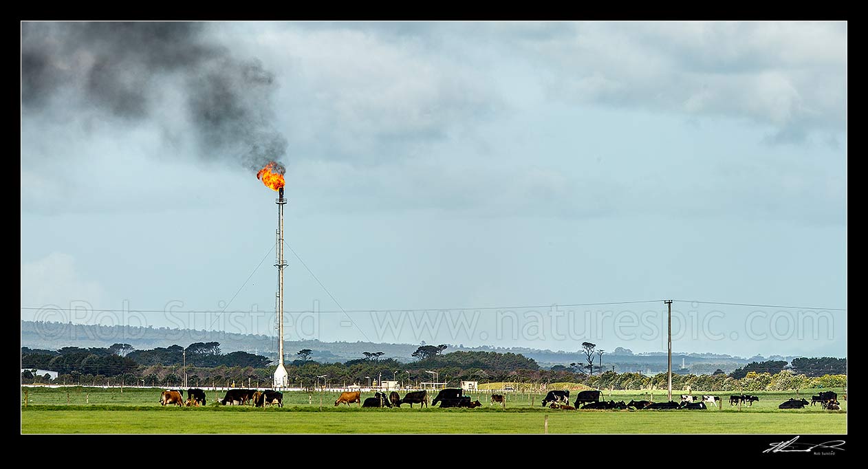 Image of Maui oil and gas production station at Tai Rd, Oaonui, with gas flaring or burning off tower. Dairy farm and cows in foreground. Panorama, Oaonuii, Opunake, South Taranaki District, Taranaki Region, New Zealand (NZ) stock photo image