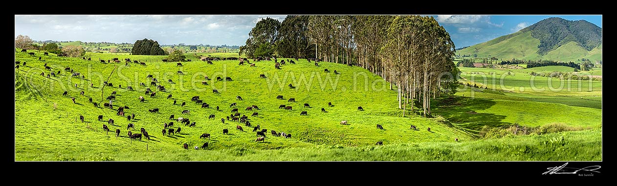 Image of Waikato dairy farmland by the Waipa River, with Mount Kakepuku (left), and Te Kawa (right). Maungatautari beyond. Panorama, Otorohanga, Otorohanga District, Waikato Region, New Zealand (NZ) stock photo image