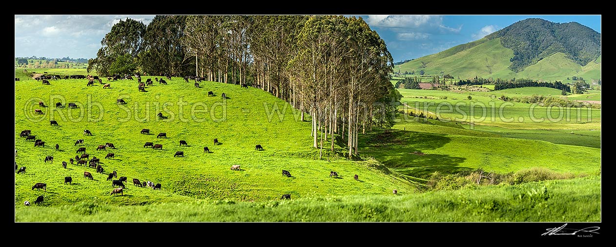 Image of Waikato dairy farmland and dairy cows grazing, with Mount Kakepuku (right) behind. Panorama, Otorohanga, Otorohanga District, Waikato Region, New Zealand (NZ) stock photo image