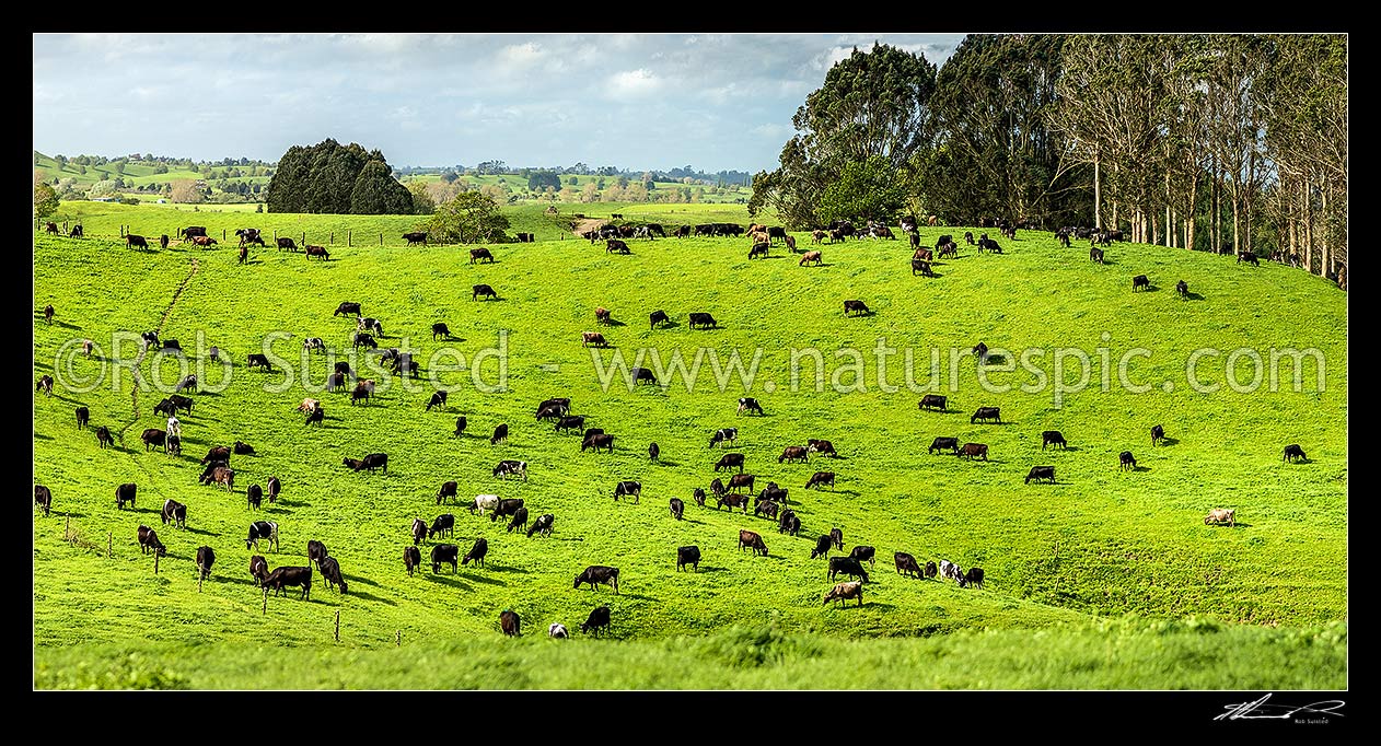 Image of Dairy cows grazing on lush dairy farmland and rolling hills. Panorama, Otorohanga, Otorohanga District, Waikato Region, New Zealand (NZ) stock photo image