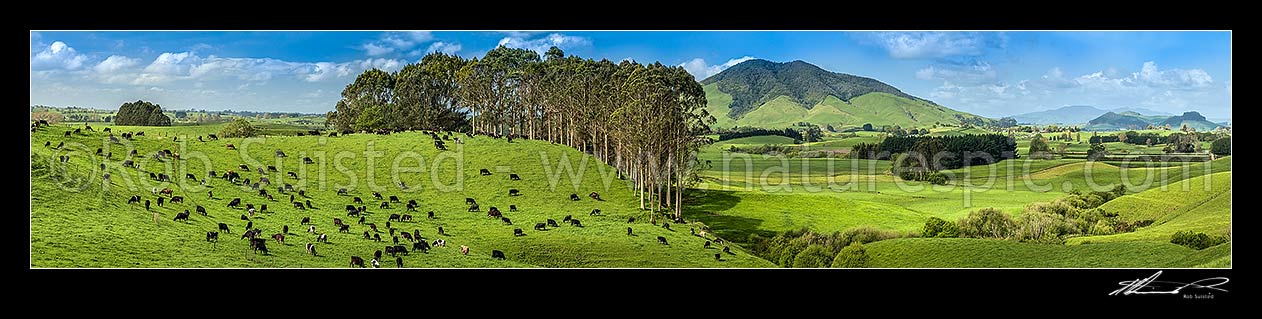 Image of Waikato lush dairy farmland by the Waipa River, with Mount Kakepuku (centre right) and Maungatautari distant right. Panorama, Otorohanga, Otorohanga District, Waikato Region, New Zealand (NZ) stock photo image